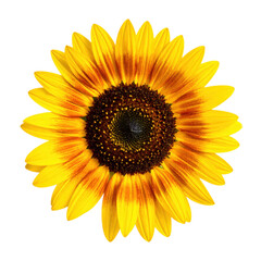 Bright yellow sunflower with a detailed brown center and vibrant petals.