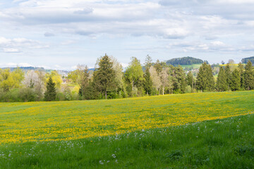 A flowering meadow full of dandelions in spring, surrounded by trees and rolling hills under a cloudy sky.