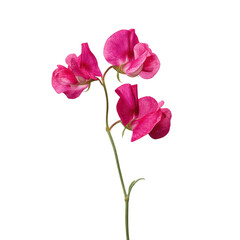 Obraz premium Vibrant Pink Sweet Pea Flowers on Green Transparent background