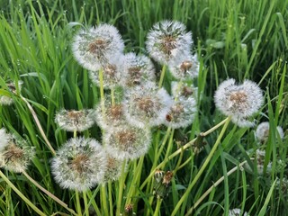 Seeds of dandelion in spring.