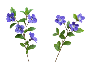 Delicate Vinca Vine with Blue Purple Blooms and Fresh Green Leaves on transparent Background