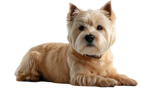 Cairn Terrier Resting: A charming cairn terrier, with its characteristic scruffy coat and alert expression, lounges in a relaxed pose, exuding a sense of gentle companionship.