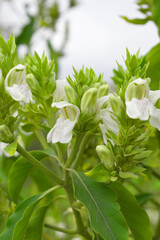 A green Plant of Justicia adhatoda vasica or malabar nut plant in selective focus and background blur, the white Justicia adhatoda blossom in spring, Chakwal, Punjab, Pakistan