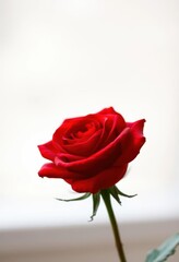 A single, vibrant red rose against a soft, blurred background, object, elegant, blurred