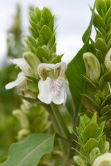 Fototapeta premium A green Plant of Justicia adhatoda vasica or malabar nut plant in selective focus and background blur, the white Justicia adhatoda blossom in spring, Chakwal, Punjab, Pakistan