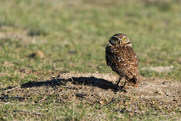 Burrowing Owl