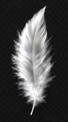 Single white feather, dark background