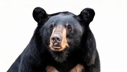 Fototapeta premium asiatic black bear isolated on white background