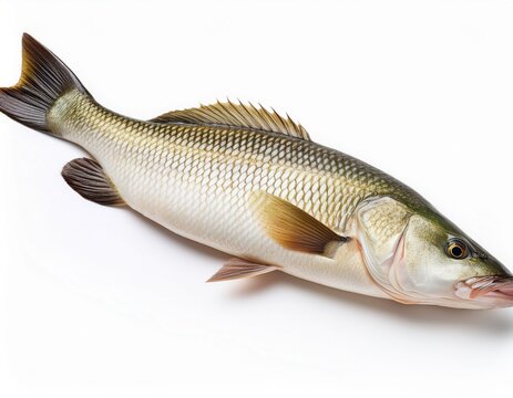 barramundi fish isolated on white background
