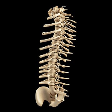 **Side View Of Spinal Cord Anatomy Showing Vertebrae And Nerve Branching With Clear Medical Detail. --V 6.1 --S 50 --Raw** - @Darya (Relaxed) -# Create, Explore, And Organize On [Midjourney.Com](<Http