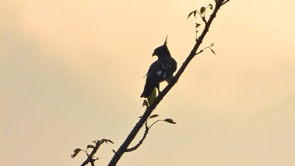 Majestic Silhouetted Cockatoo Perched on Branch at Sunset