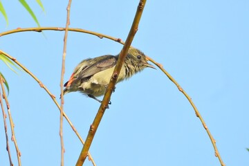 Small Bird Perched on Branch Vivid Red Tail Feathers Clear Blue Sky Background Wildlife Photography