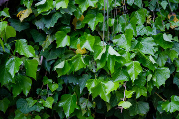 Lush and vibrant green ivy leaves create beautiful, natural backdrops in various settings