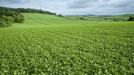 Naklejka premium Crop rotation strategies for sustainable yields in agriculture