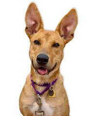 Smiling Shepherd Mix Dog..