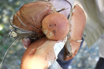 Pile of freshly picked edible forest mushrooms. Hand holds bunch wild mushrooms. Mushroom hunting.