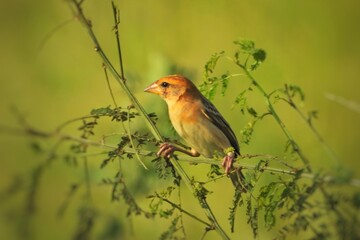 Small Orange Bird Perched on Green Branch Wildlife Photography Nature Scene