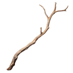 Dry branch of tree isolated on transparent background