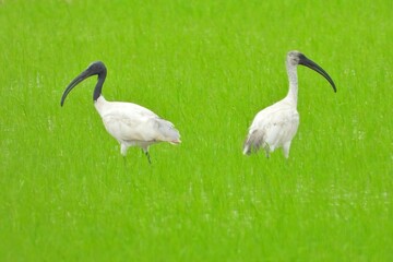 Two White Ibises Foraging in Lush Green Rice Paddy Field