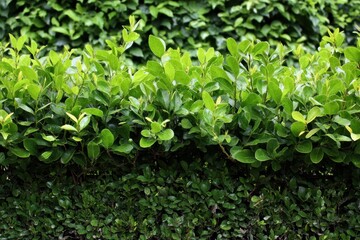 Lush Green Box Hedge Wall Surrounded by Vibrant Leaves - A Tranquil Garden Background in Nature