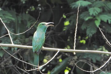 Vibrant Green Bee eater Bird Perched on Branch in Lush Tropical Foliage
