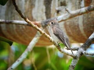 Small Asian Brown Bird Perched on Tree Branch in Lush Green Forest
