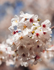 Fototapeta premium Cherry blossom season in Japan, hanami in park, blooming pink sakura, plum and peach trees in the streets of Fukuoka, Kyushu island region, sunny day, pink Cherry blossoms, spring full bloom in April