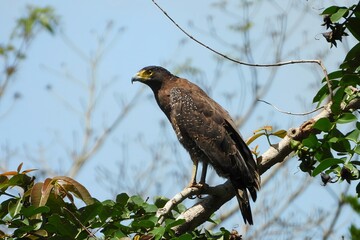 Majestic Brown Hawk Eagle Perched on Branch Wildlife Photography Bird of Prey