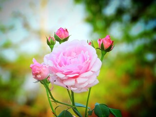Beautiful Pink Rose Bloom with Buds in a Garden Soft Focus Background