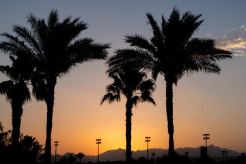 Palm Tree Leaves in Sunset Background