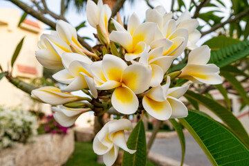 Tropical White Flower Branch Close up. Perfect Background for Travel Concept in Egypt. Plumeria Flowers