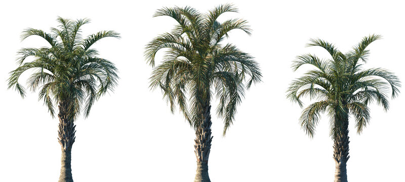Set of Butia capitata (known as Cocus Capitata and also known as jelly palm) frontal palms set isolated png on a transparent background perfectly cutout