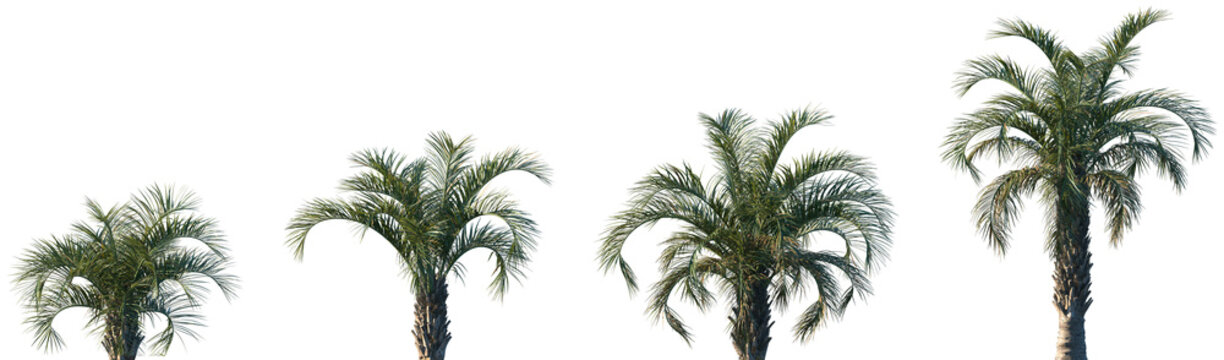 Set of Butia capitata (known as Cocus Capitata and also known as jelly palm) frontal palms set isolated png on a transparent background perfectly cutout