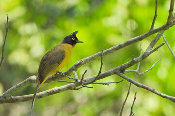 Fototapeta premium Vibrant Yellow vented Bulbul Bird Perched on Branch in Lush Green Forest