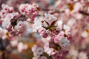 Cherry blossom season in Japan, hanami in park, blooming pink sakura, plum and peach trees in the streets of Fukuoka, Kyushu island region, sunny day, pink Cherry blossoms, spring full bloom in April