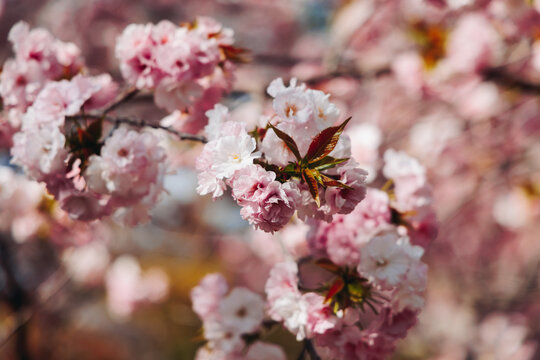 Cherry blossom season in Japan, hanami in park, blooming pink sakura, plum and peach trees in the streets of Fukuoka, Kyushu island region, sunny day, pink Cherry blossoms, spring full bloom in April