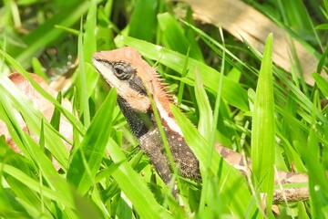 Vibrant Brown Lizard Camouflaged in Lush Green Grass Reptile in Nature Habitat