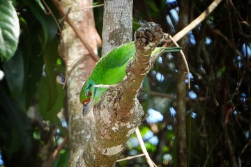 Vibrant Green Bird Perched on Tree Branch in Lush Rainforest Habitat