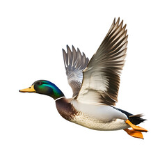 Obraz premium Striking Mallard Duck in Flight Against Transparent Background