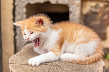 cute little ginger kitten in daylight on spring
