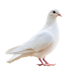Naklejka premium Pristine White Pigeon Against Transparent Background