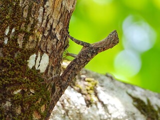 Close up of a Satyr Tragopan perched on a mossy tree trunk in a lush green forest
