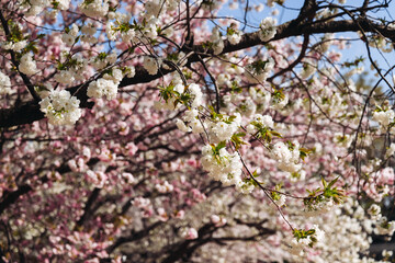 Cherry blossom season in Japan, hanami in park, blooming pink sakura, plum and peach trees in the streets of Fukuoka, Kyushu island region, sunny day, pink Cherry blossoms, spring full bloom in April