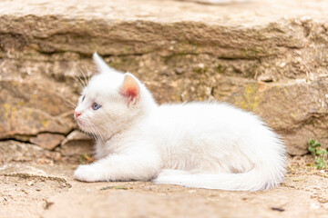 small white kitty portrait on spring day in garden