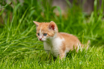 cute little ginger kitten in daylight on spring
