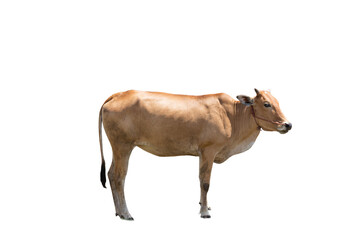 Brown cow isolated on white background