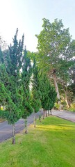 Lush Green Coniferous Trees Lining a Roadside Sunny Day Landscape