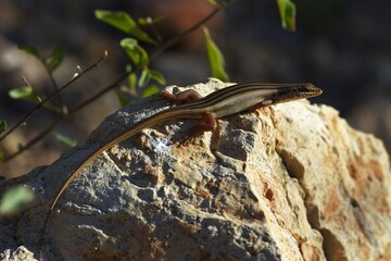 afrikanise Eidechse in Namibia