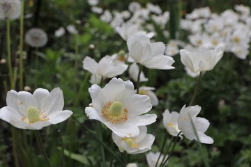 Anemonoides sylvestris, also known as snowdrop anemone or windmill snowdrop, is a perennial plant that blooms in spring, 