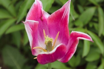pink tulips with white edging on a green background in a flower bed